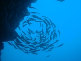  Marine swirls 